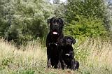 CANE CORSO 862
